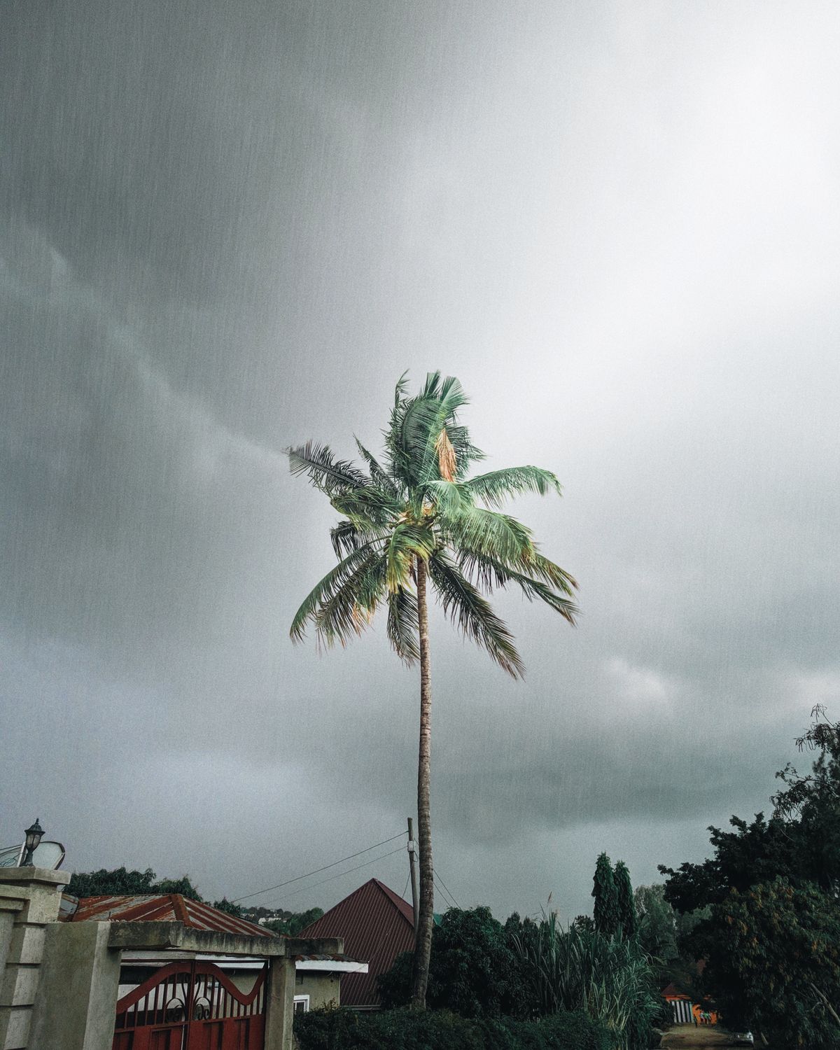 Coconut palm amidst stormy skies with overcast clouds and rain.